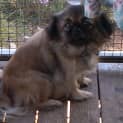 Photo of Tara
