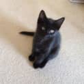 Photo of Panther