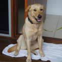 Photo of Gypsy