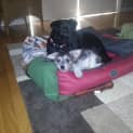 Photo of Gidget
