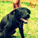 Photo of Jet (On Trial 16/6/13)