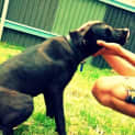 Photo of Jet (On Trial 16/6/13)