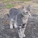Photo of Chachi (Kitten)