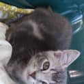 Photo of Chachi (Kitten)