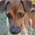 Photo of Buster