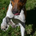 Photo of Buster