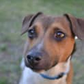 Photo of Buster