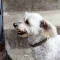 Photo of Caesar (On Trial 9/3/13)