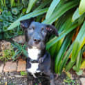 Photo of Coco