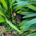 Photo of Coco