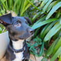Photo of Coco