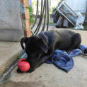 Photo of Coco