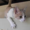 Photo of Tillie