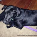 Photo of Willow (On Trial 9/3/13)
