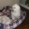Photo of Noodles (On Trial 20/3/13)
