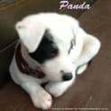 Photo of Bobby And Panda (On Trial 23/3/13)