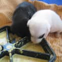 Photo of Bobby And Panda (On Trial 23/3/13)
