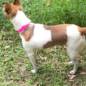 Photo of Minnie (On Trial 19/3/13)