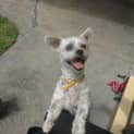Photo of Toby
