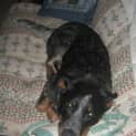 Photo of Gypsy (Adopted 3/5/13)