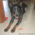 Photo of Gypsy (Adopted 3/5/13)