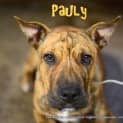 Photo of Pauly (On Trial 6/4/13)