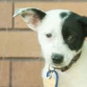 Photo of Freckles (On Trial 10/3/13)