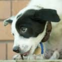 Photo of Freckles (On Trial 10/3/13)