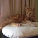 Photo of Ginger Meow
