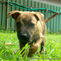 Photo of Locki (On Trial 23/3/13)