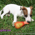 Photo of Saphron (On Trial 6/4/13)