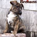 Photo of Bronson (On Trial 22/3/13)