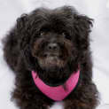 Photo of Sammy