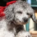 Photo of Judy (On Trial In A New Home 12/3/13)
