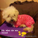 Photo of Lily (Adopted)