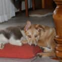 Photo of Akala & Bosco (Bonded Pair)
