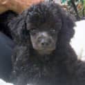 Photo of Hamish (On Trial 24/3/13)