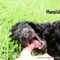 Photo of Hamish (On Trial 24/3/13)