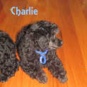 Photo of Charlie (On Trial 23/3/13)