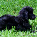 Photo of Charlie (On Trial 23/3/13)