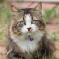 Photo of Fluffy Fluff