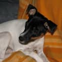 Photo of Scamp