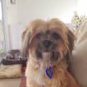 Photo of Ruby (On Trial In New Home Starting 23/03/13)
