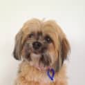 Photo of Ruby (On Trial In New Home Starting 23/03/13)