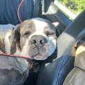 Photo of Saintly