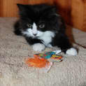 Photo of Smudge *Adoption Day 17/3/2013*