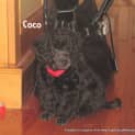 Photo of Coco (On Trial 21/3/13)