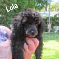 Photo of Lola (On Trial 17/3/13)
