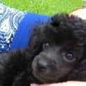 Photo of Lola (On Trial 17/3/13)