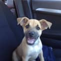Photo of  Staffy X Shepherd Mix Breed Puppy (Rosie) 